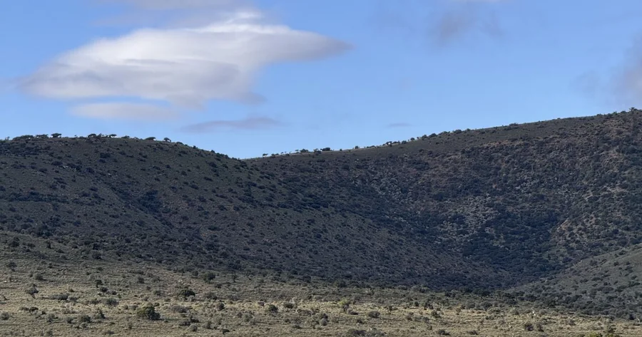 Restored Albany Subtropical Thicket in the Eastern Cape
