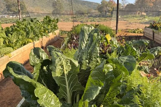 Worker Co-op Garden, Pearston