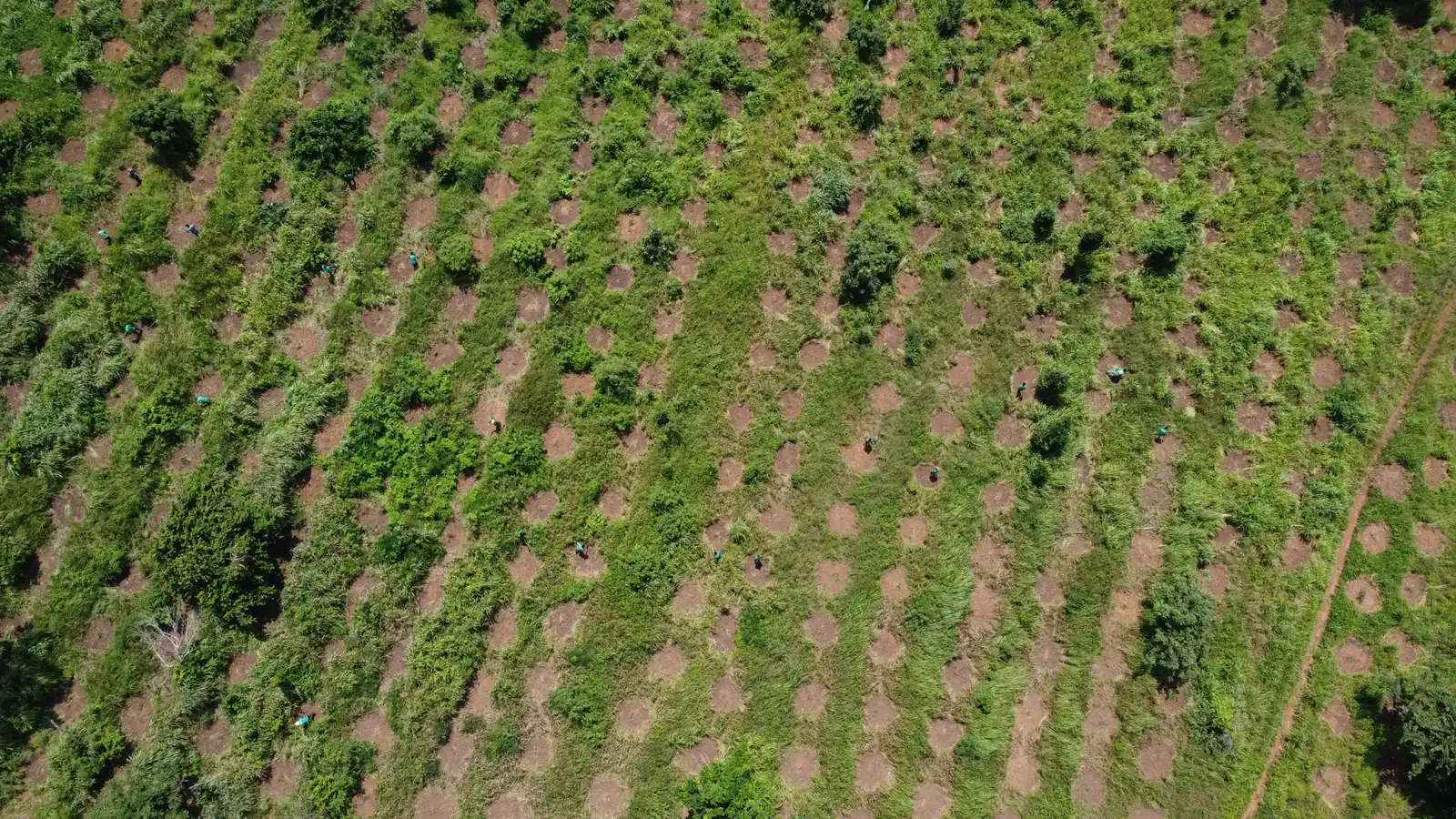Aerial view of bamboo planting grid across restored land in the Ashanti Region, Ghana