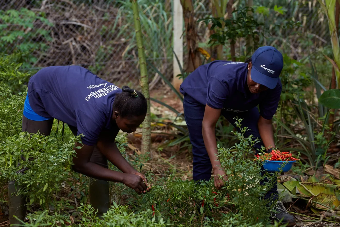 Picking chillies grown alongside the plantation, Ghana