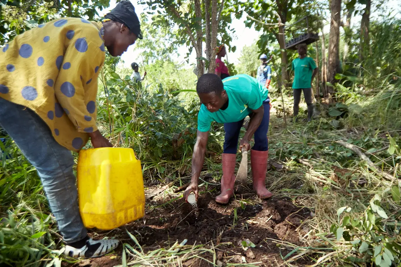 Watering a newly planted seedling in the Ashanti Region, Ghana