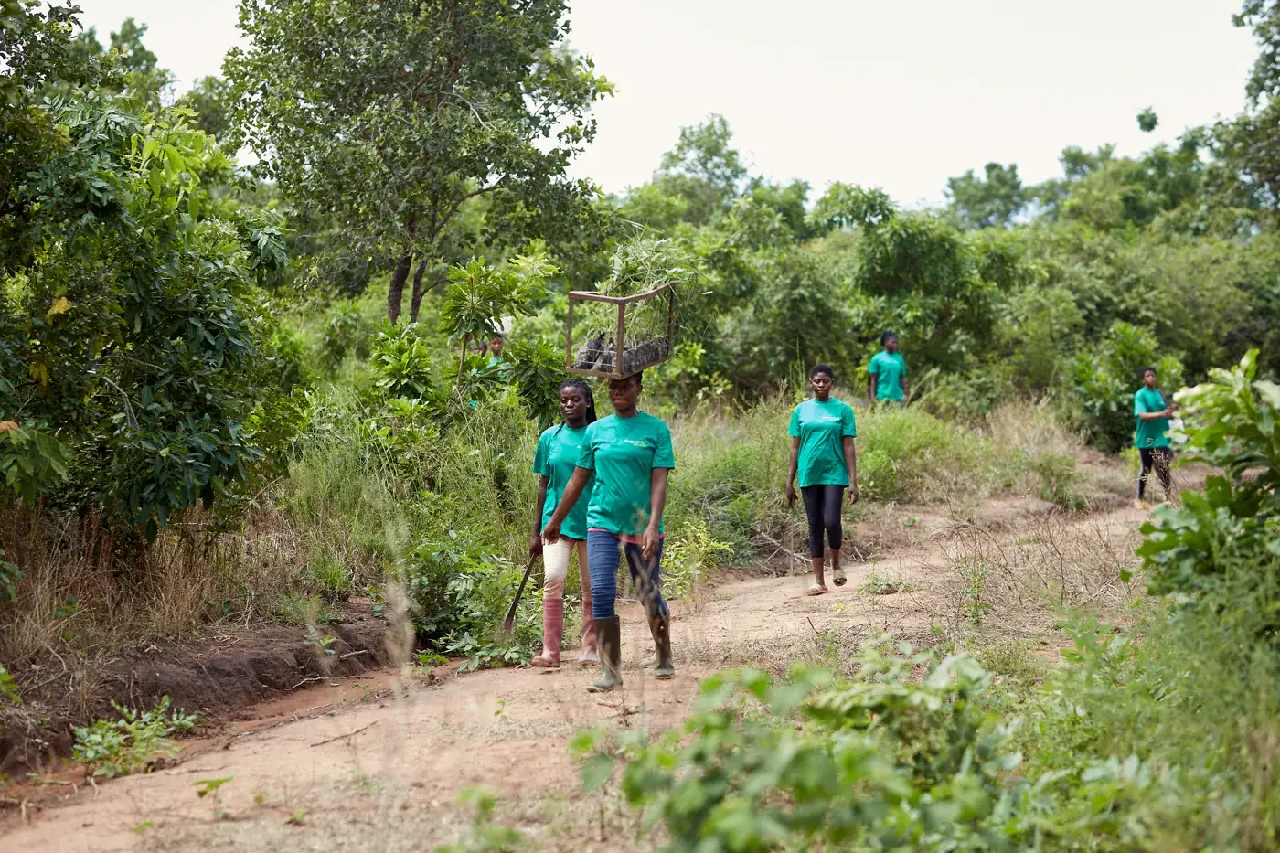 Women carrying a crate of bamboo seedlings on their heads in Ghana