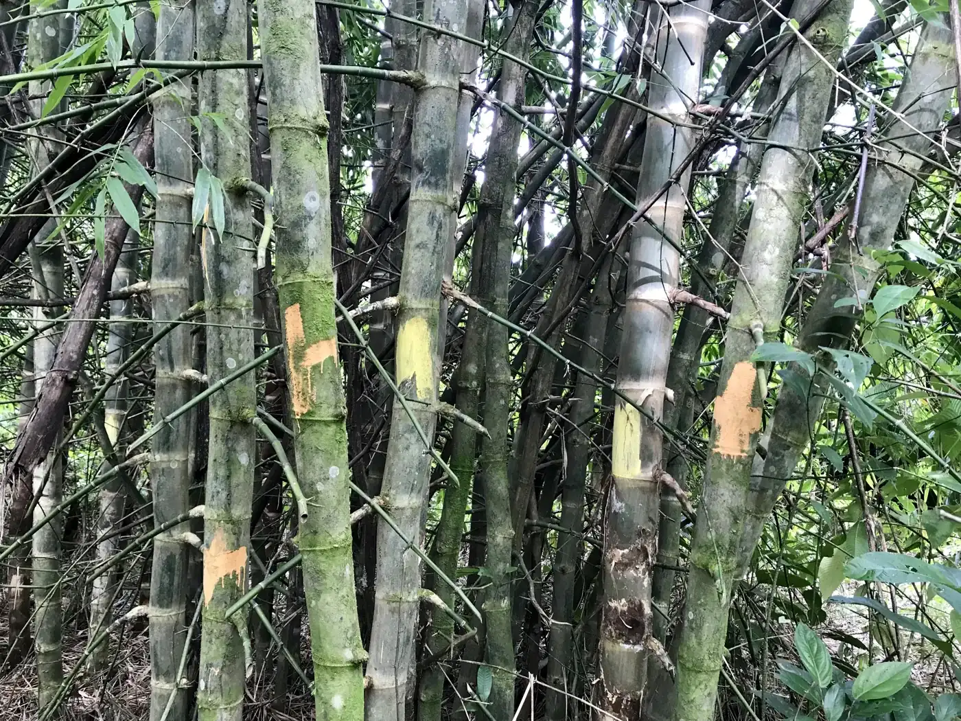Bamboo culms marked for selective harvest