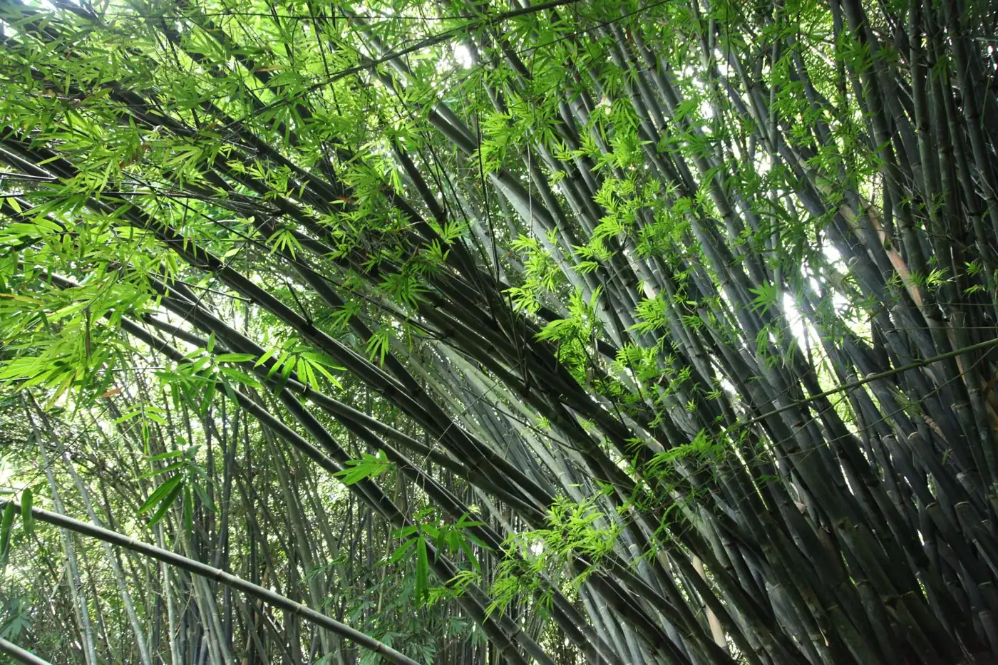A maturing bamboo forest