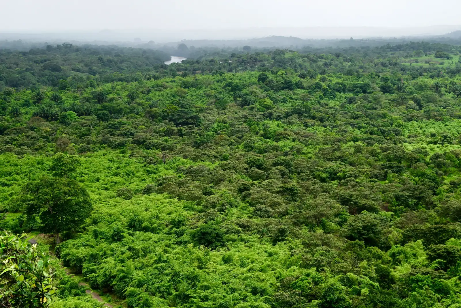 Dense regenerated forest canopy rolling to the horizon