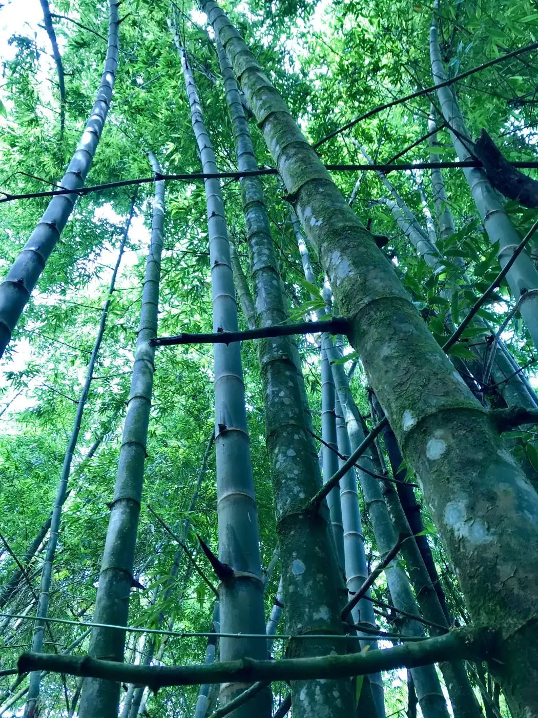Tropical clumping bamboo at maturity