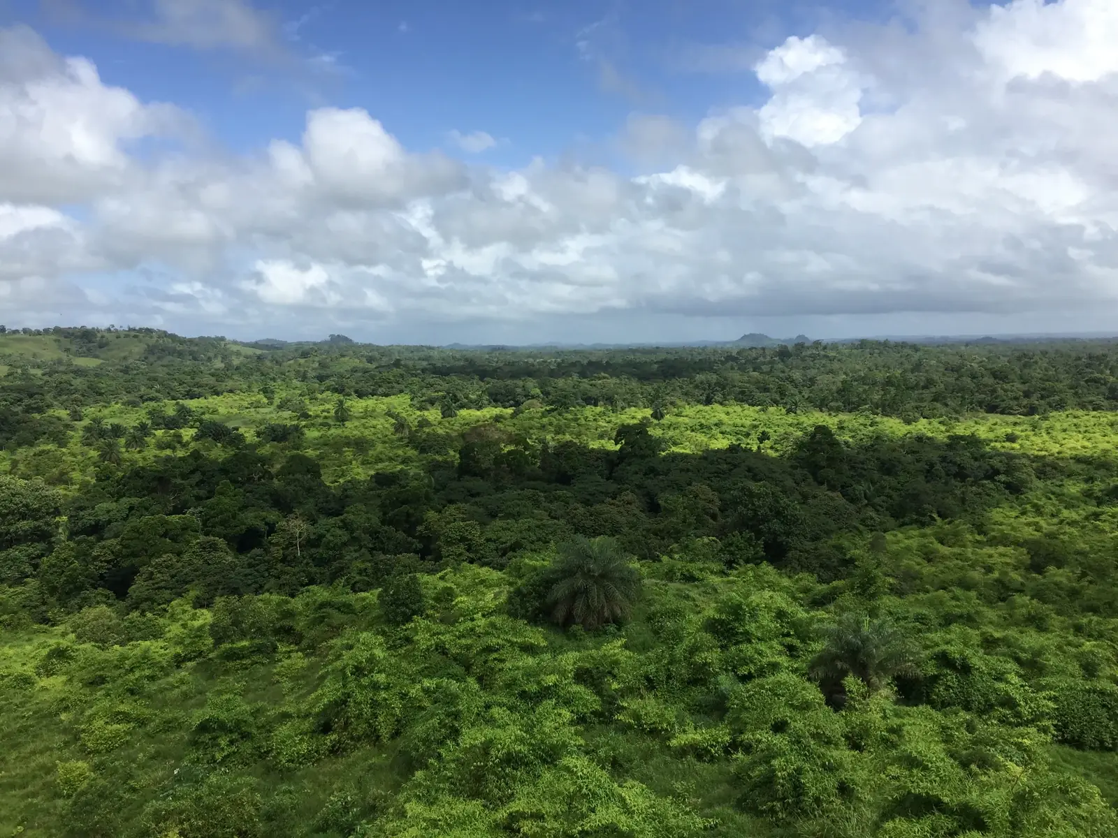 Bamboo forest regenerating on restored land