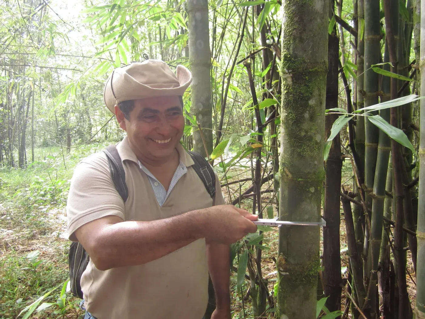 An EcoPlanet field officer measuring culm diameter with calipers in a mature bamboo stand