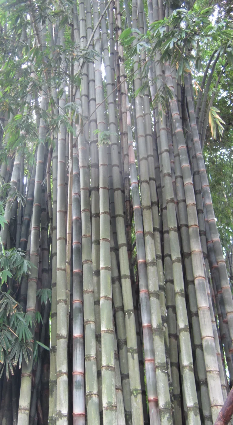 Towering bamboo culms