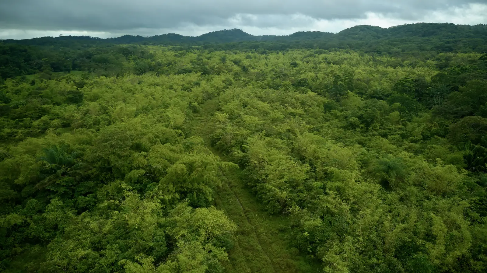 Mature bamboo forest on restored land