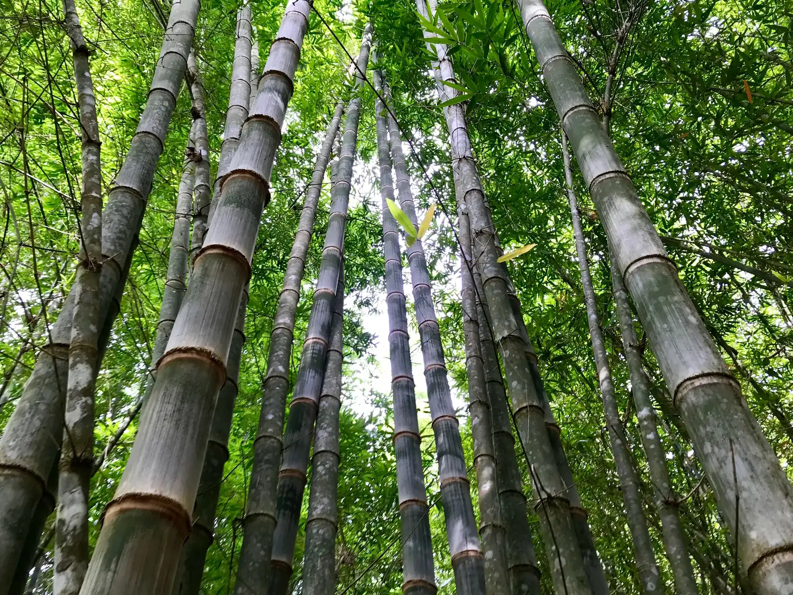 Mature Guadua bamboo on EcoPlanet's Nicaragua farms