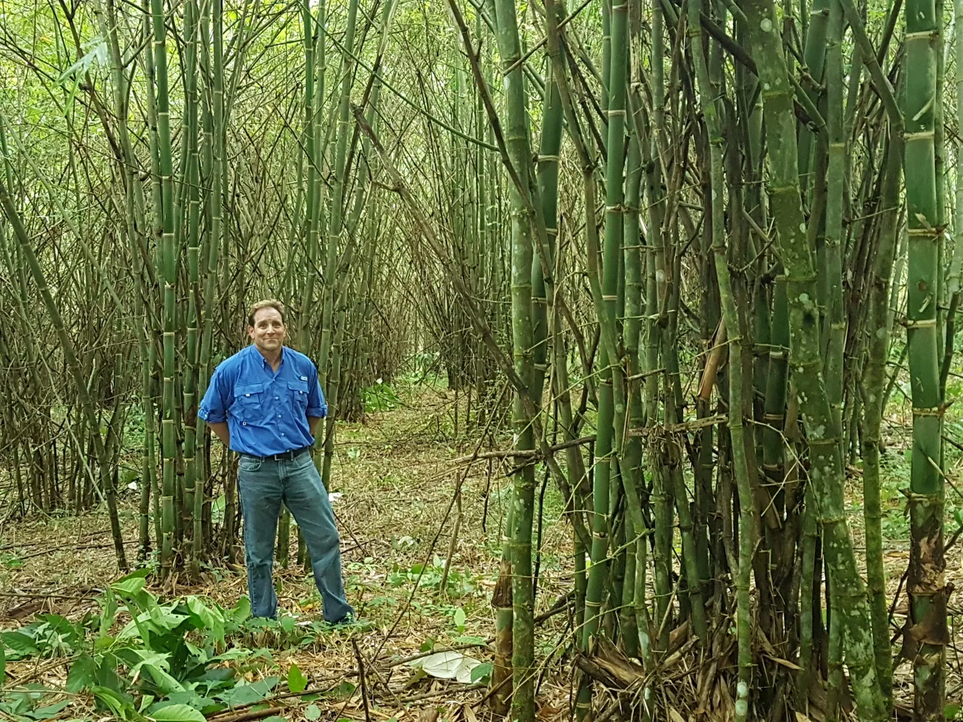Mature bamboo on EcoPlanet's founding plantation in Nicaragua