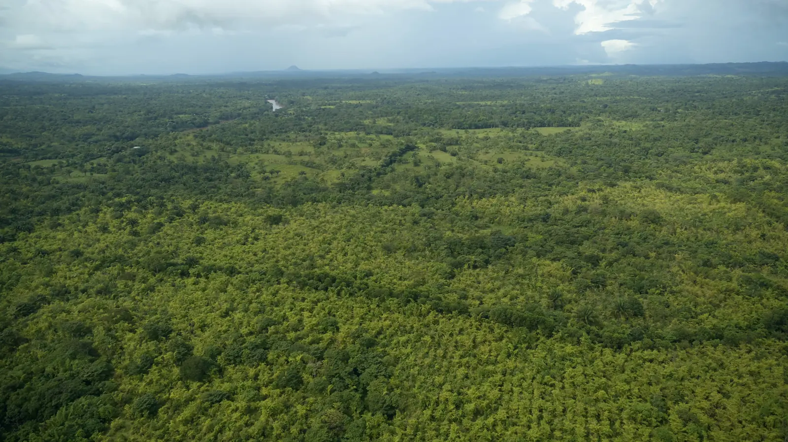 From pasture to forest, and a tree-free mill, Nicaragua