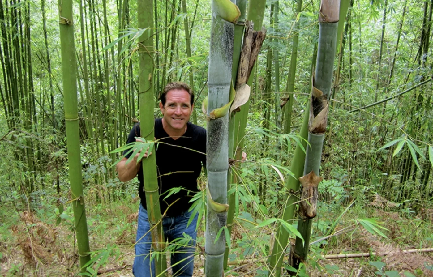 Troy Wiseman standing among mature bamboo culms