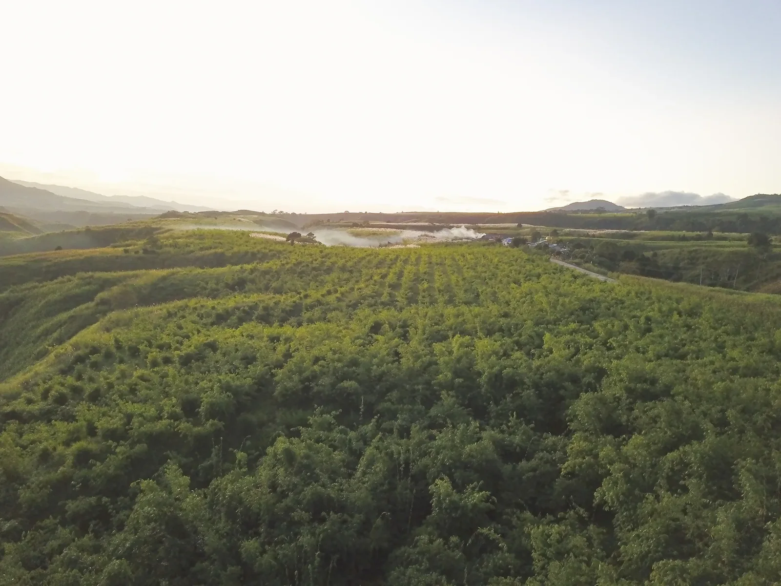Young bamboo plantation across misty hills at dawn, Philippines
