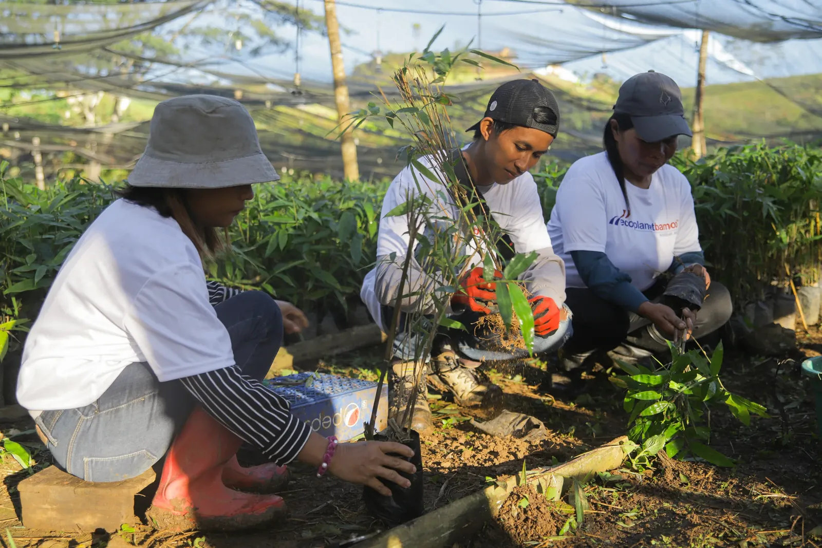 Three workers potting bamboo seedlings in the project nursery, Lanao del Sur