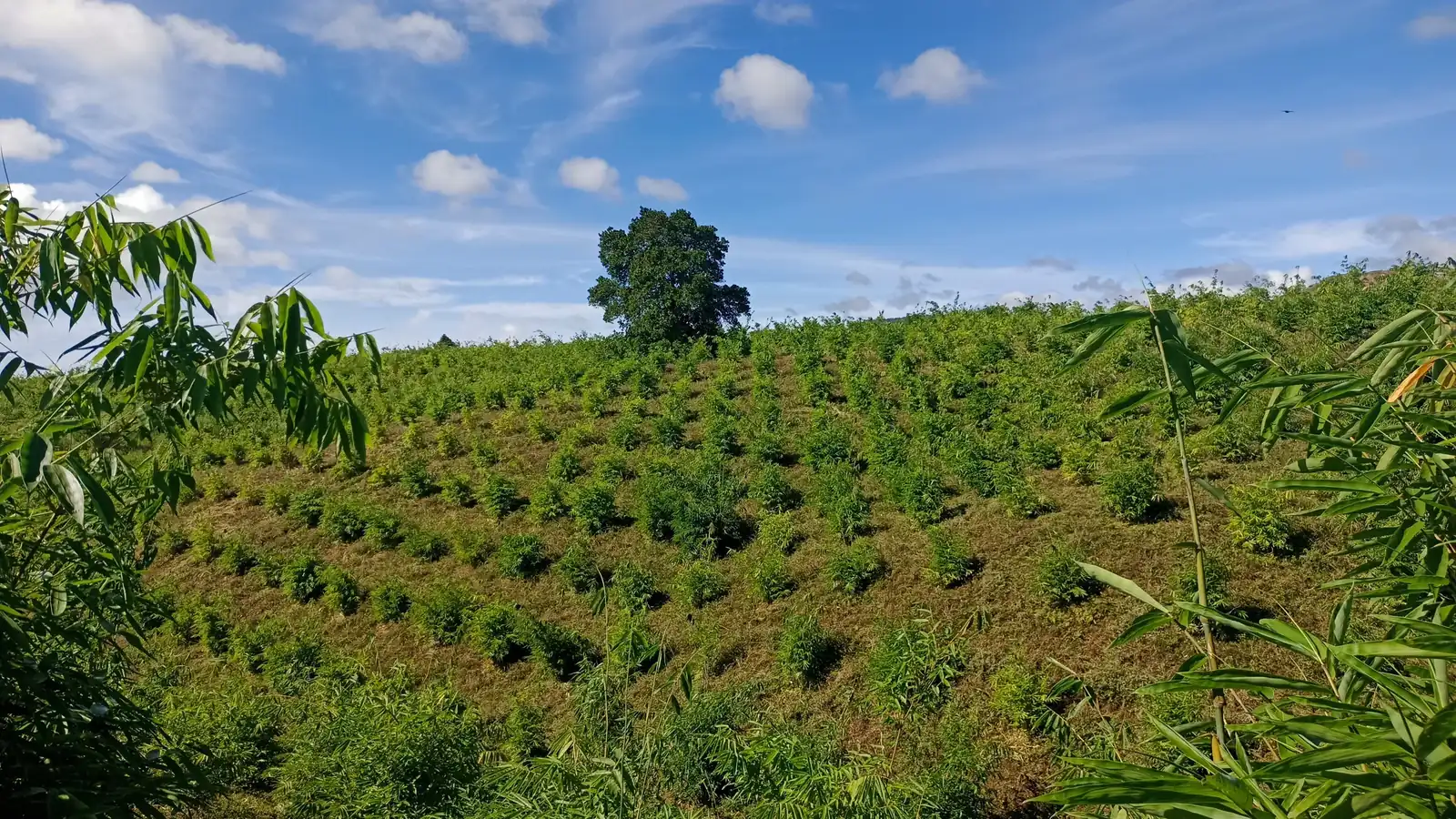 Young bamboo rows climbing a hillside in Lanao del Sur, Philippines