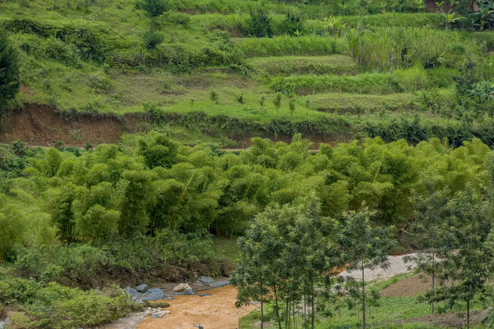 Bamboo buffering a riverbank in Rwanda