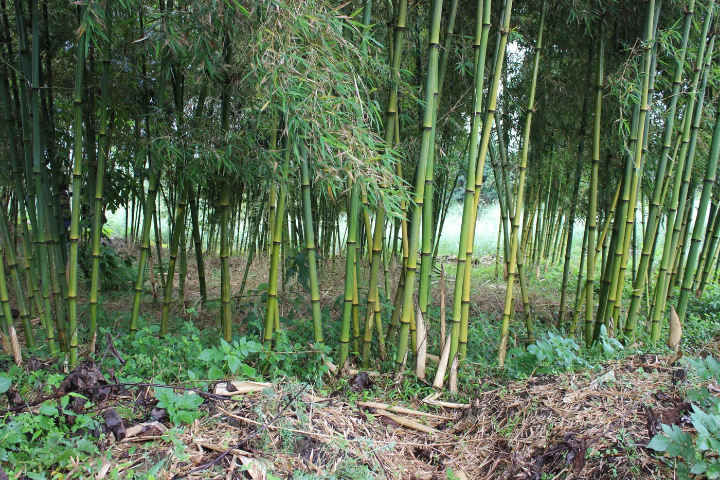 A dense wall of mature bamboo culms in Rwanda