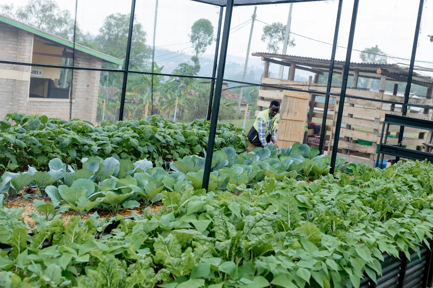 Food security, Rwanda