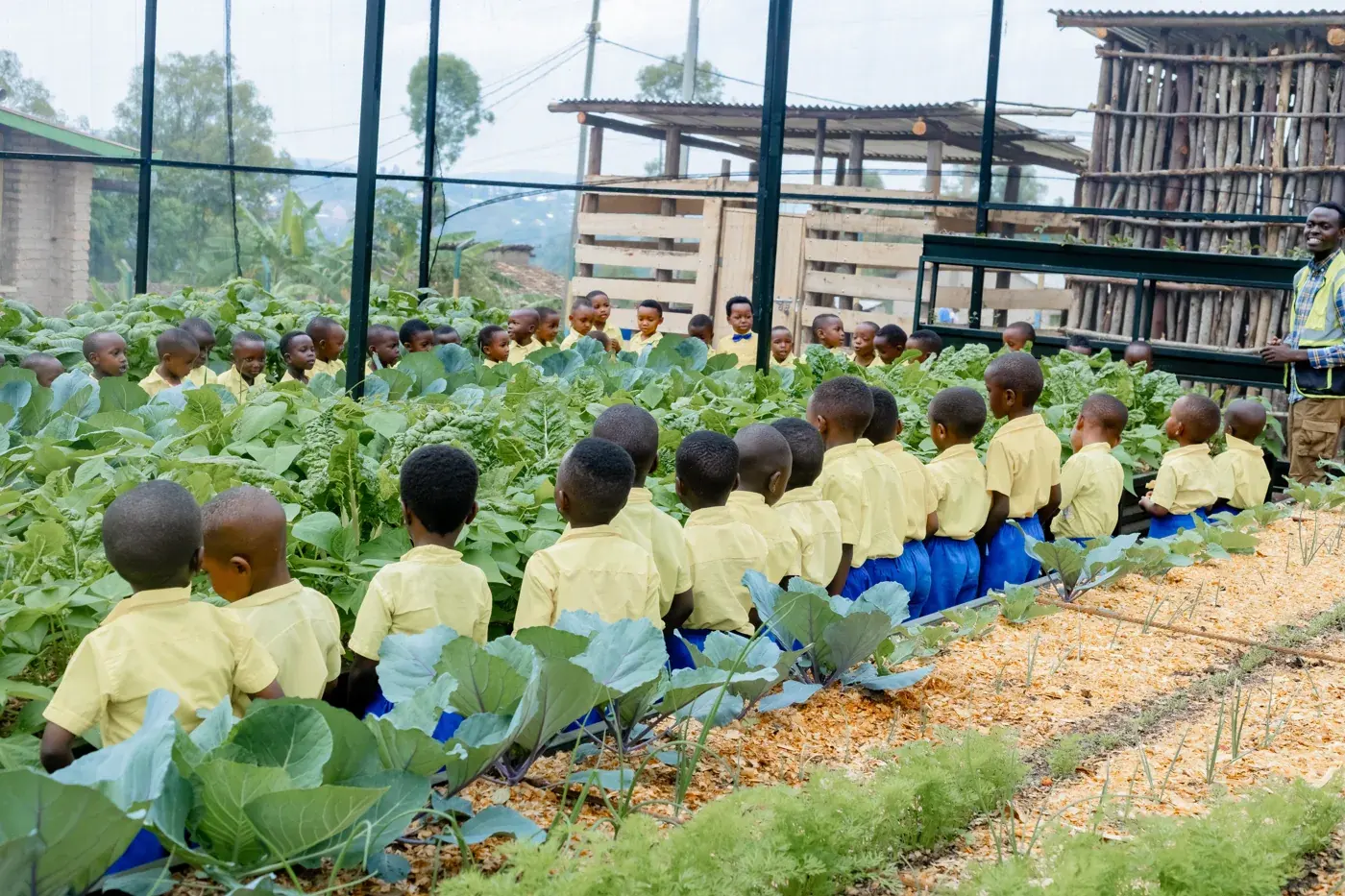 Schoolchildren beside the cabbage beds at a Rwandan school growhouse