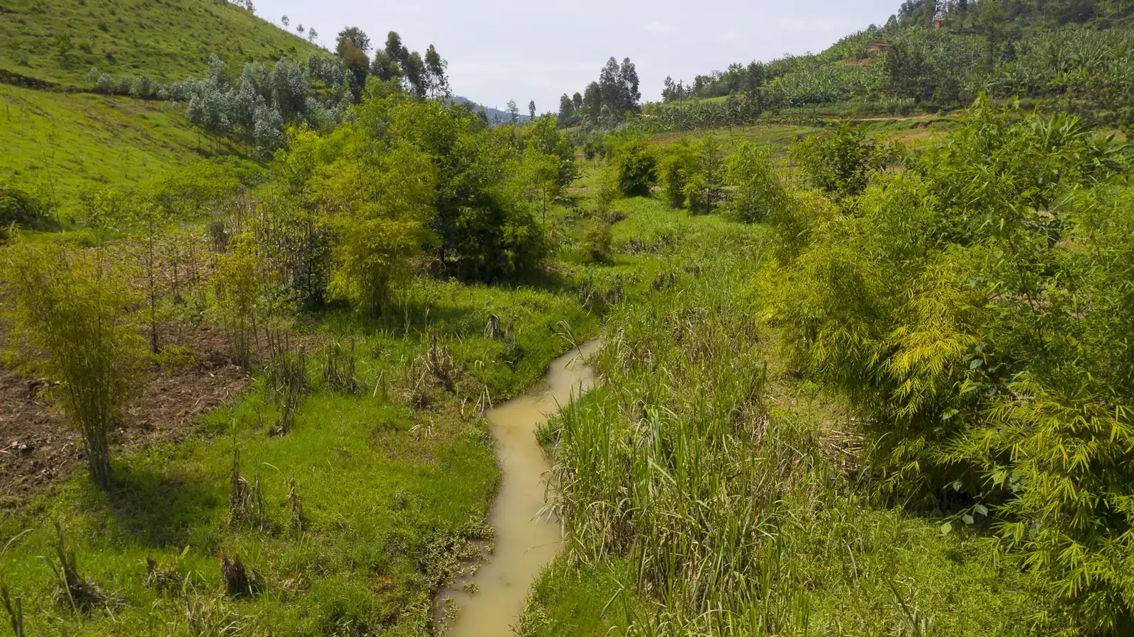 A restored riparian buffer along a Rwandan stream
