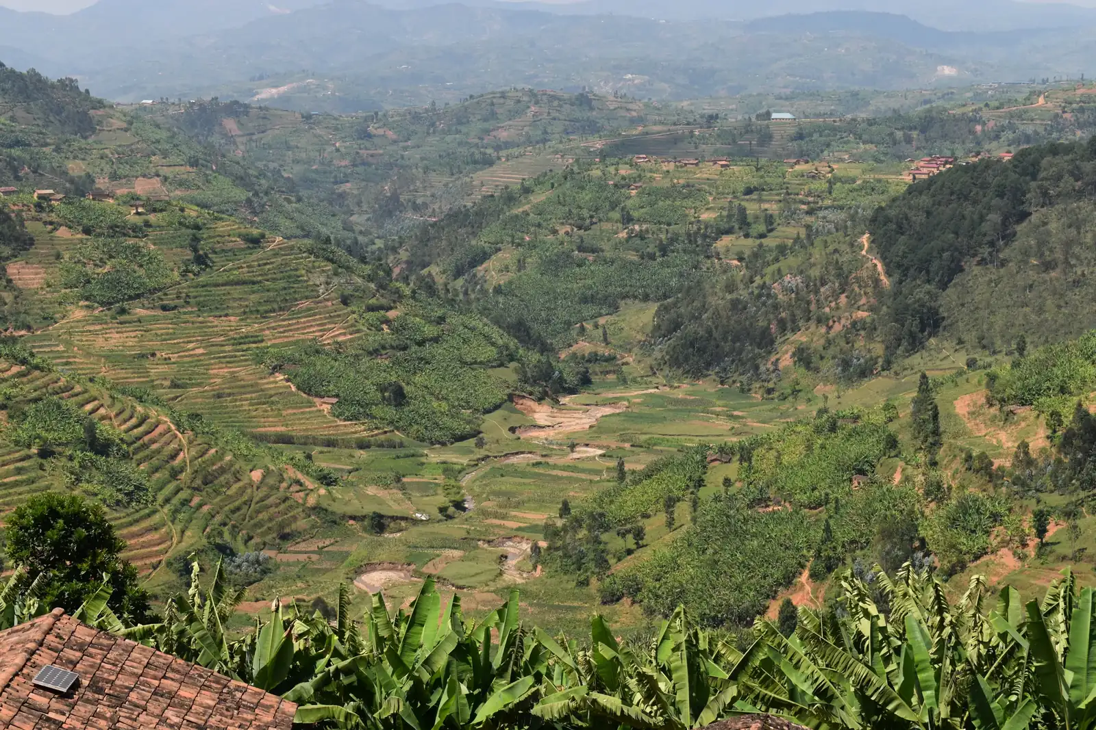 Terraced hillsides plunging to a valley floor in the Rwandan highlands