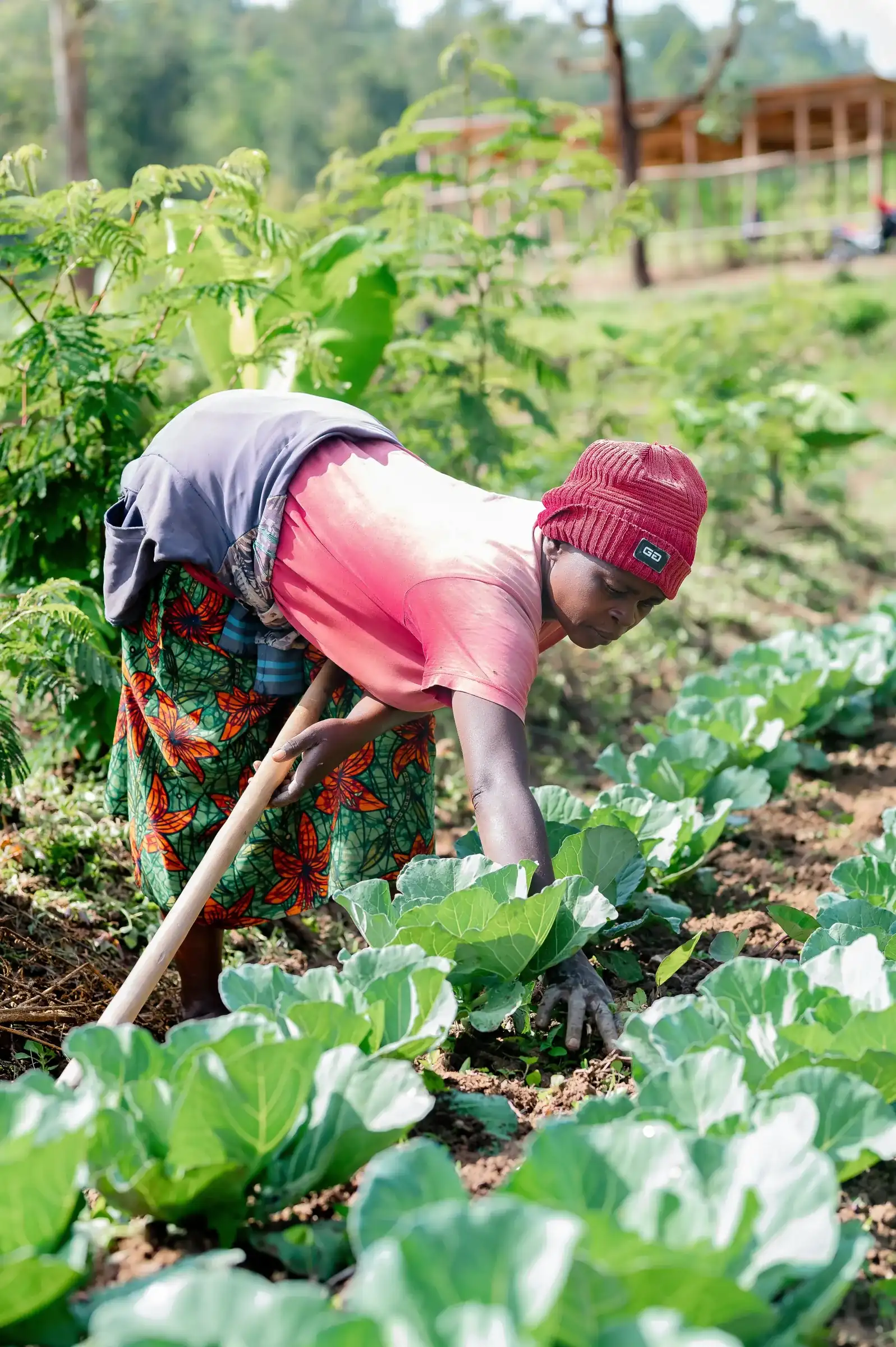 Regenerative farming, Rwanda