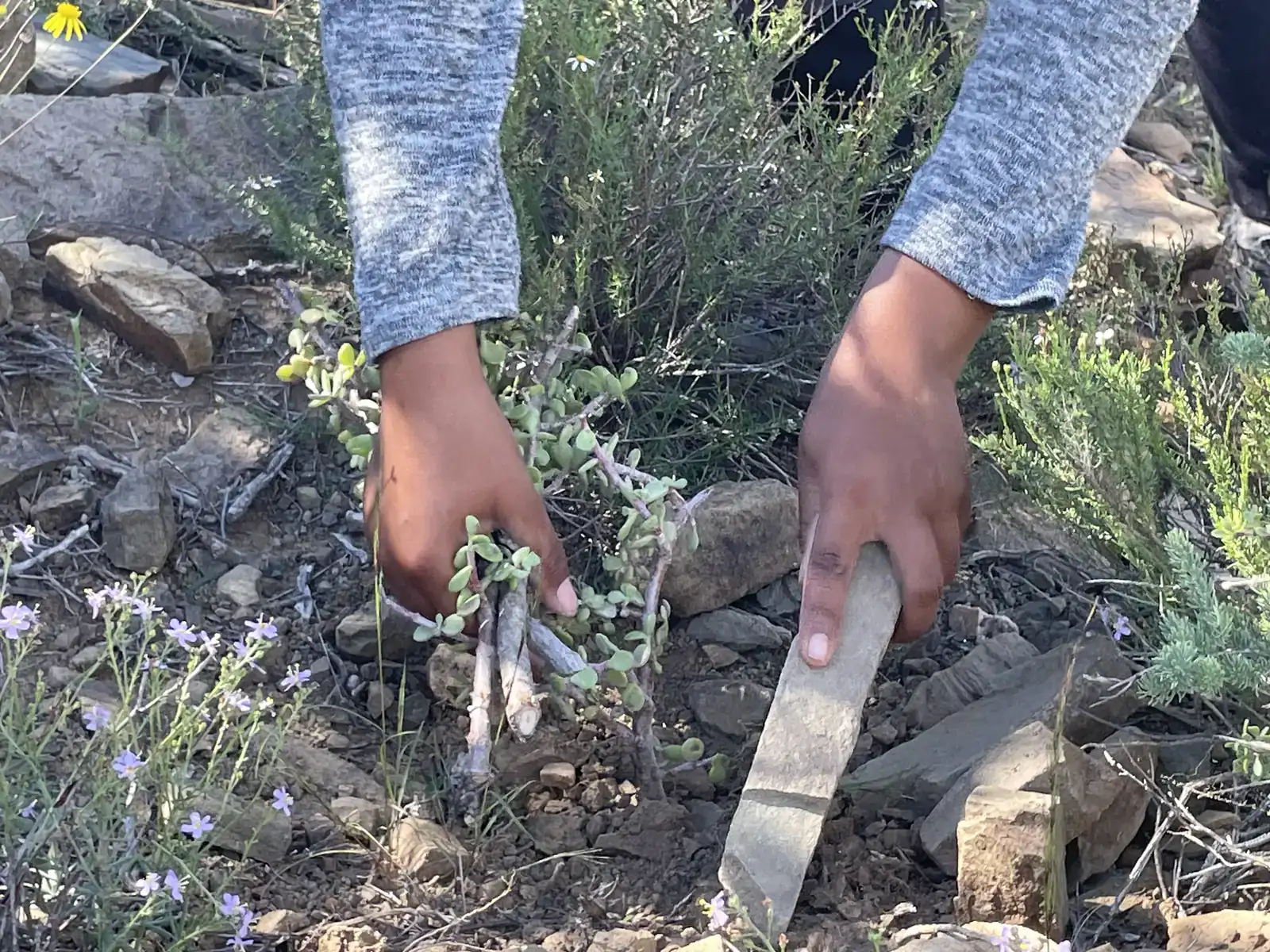 Hands planting a spekboom cutting in the Eastern Cape