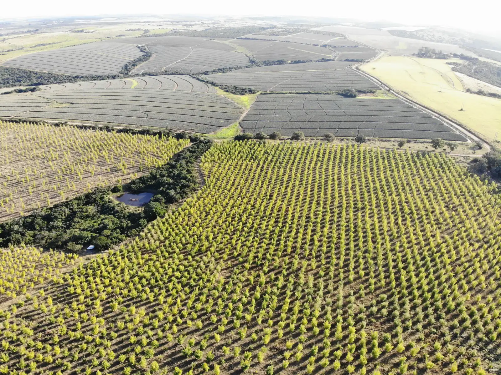 The Eastern Cape Bamboo Forestry Project