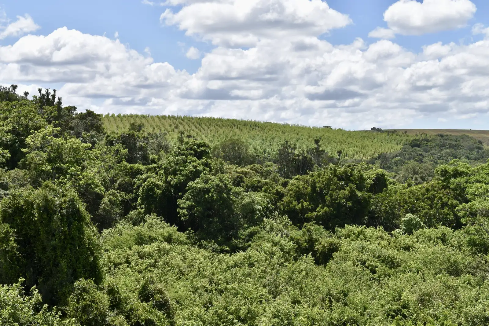 Spekboom thicket and hillside bamboo in the Eastern Cape