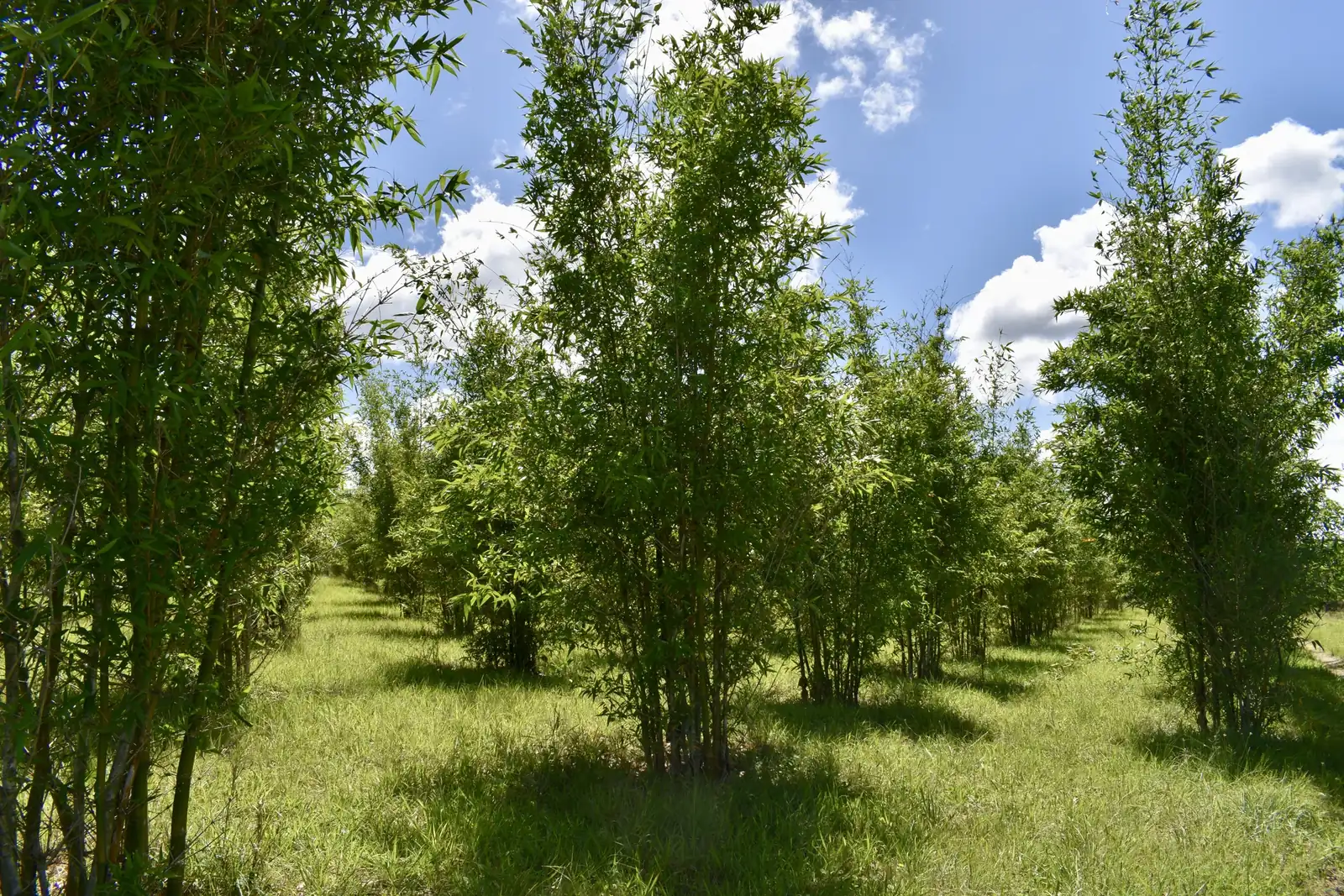 Rows of young bamboo plants establishing across the Eastern Cape estate