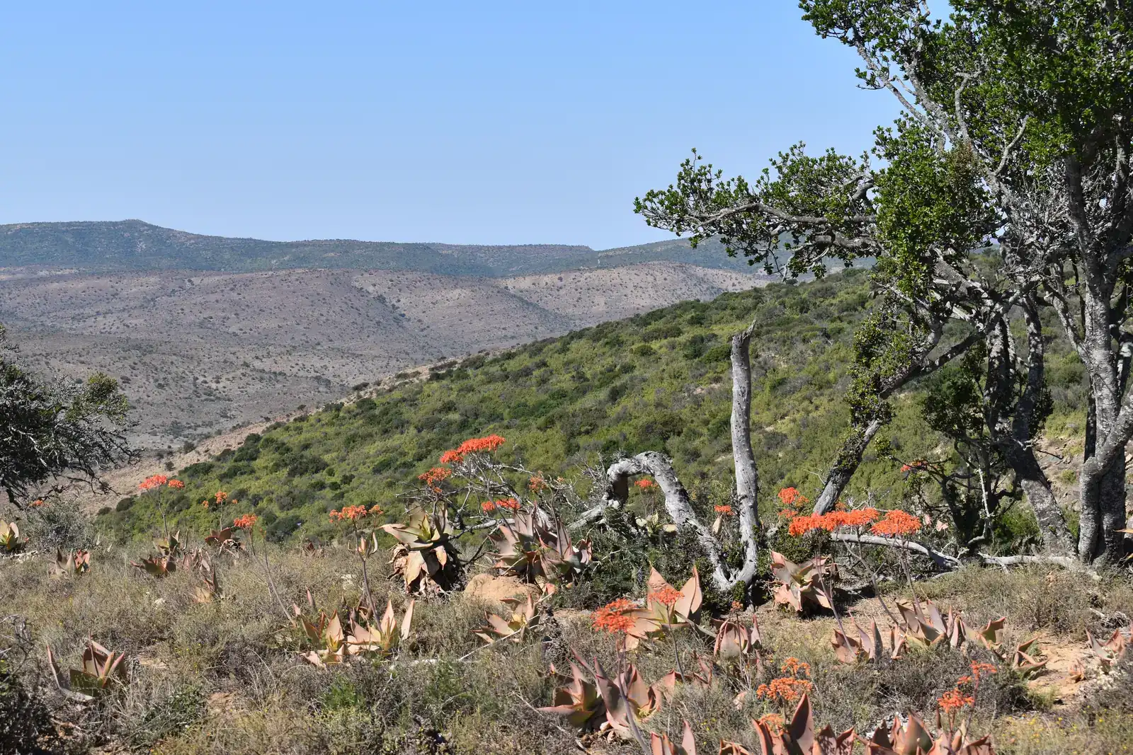 Restored spekboom thicket and flowering aloes on a Karoo hillside, Eastern Cape