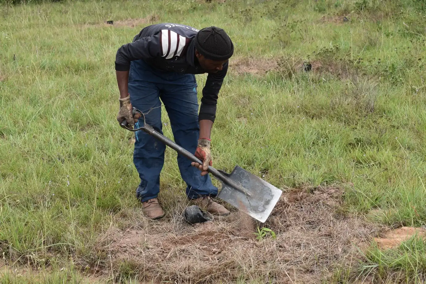Planting spekboom at the Eastern Cape restoration project